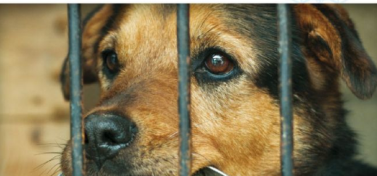 Spotkanie z weterynarzem i przedstawicielem schroniska! Spotkanie z weterynarzem i przedstawicielem schroniska!