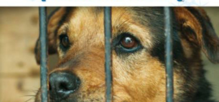 Pomóżmy zwierzętom przetrwać zimę! Pomóżmy zwierzętom przetrwać zimę!