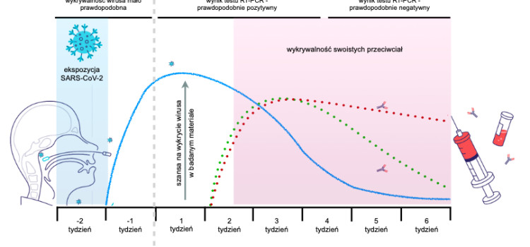 Nauczyciele – ciekawy wykres dotyczący nabywania przez nas odporności w związku z szczepieniami Nauczyciele – ciekawy wykres dotyczący nabywania przez nas odporności w związku z szczepieniami