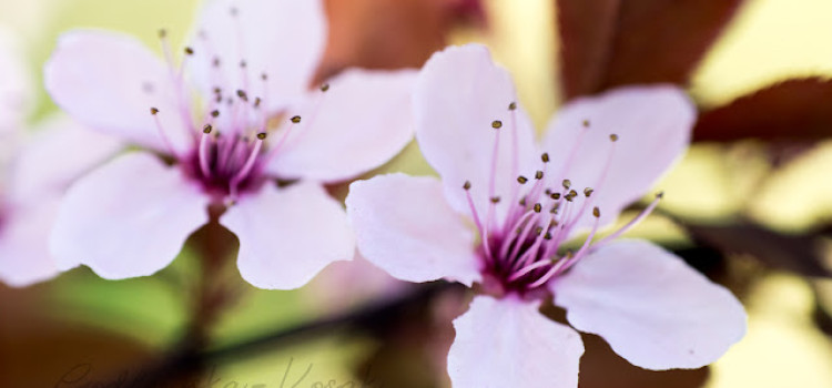 Zapraszam do AKCJI KWIATEK wszystkich uczniów ZS nr 4 Zapraszam do AKCJI KWIATEK wszystkich uczniów ZS nr 4