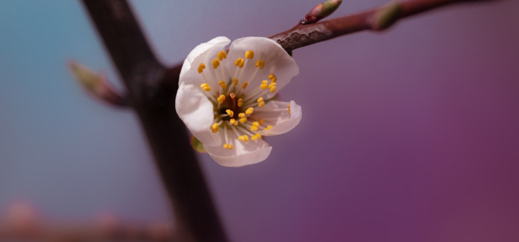 22 kwietnia obchodzimy Dni Ziemi 22 kwietnia obchodzimy Dni Ziemi