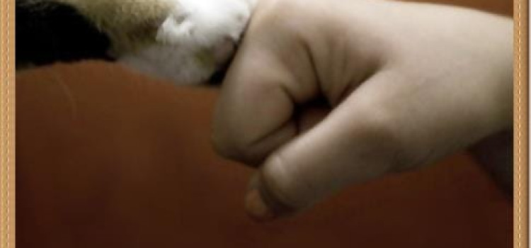 4 października obchodzimy Światowy Dzień Zwierząt 4 października obchodzimy Światowy Dzień Zwierząt